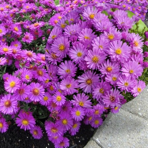 Aster dumosus 'Anneke' - Madal aster 'Anneke' P9/0,55L